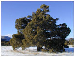 Photo of a Pinyon pine